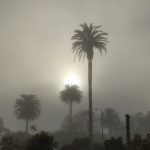 Canary Island Date Palms
