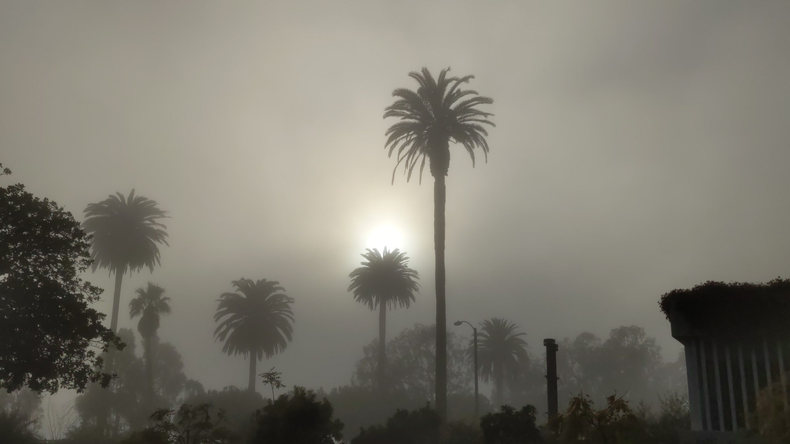 Canary Island Date Palm – Santa Monica Palm Guide