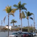 Queen Palms in Sunset Park Santa Monica