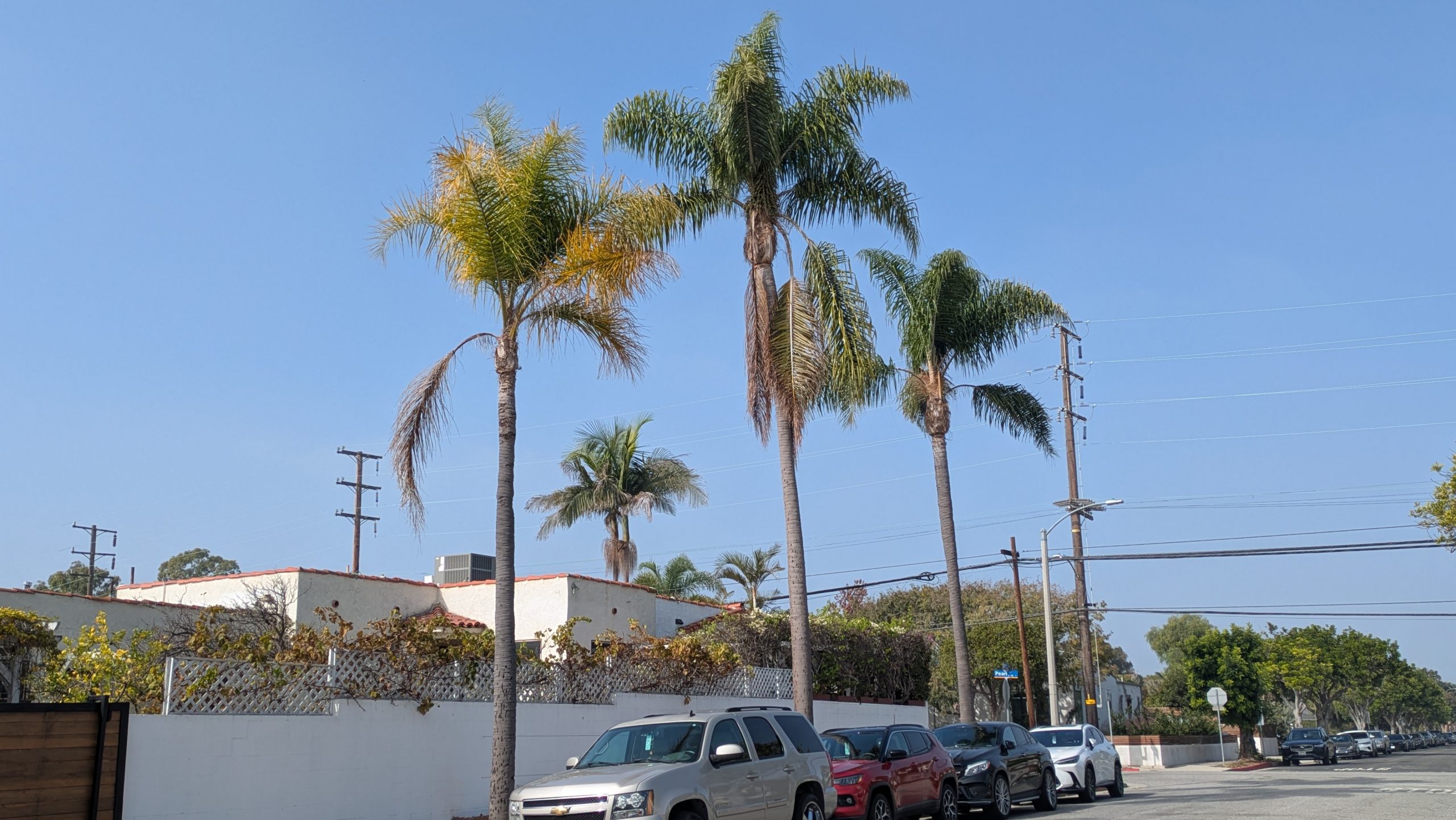 Queen Palm – Santa Monica Palm Guide