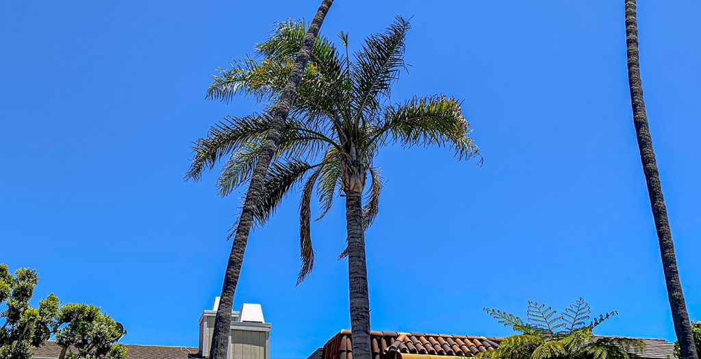Queen Palms in Santa Monica