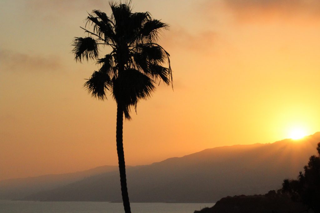 mexican-fan-palm-santa-monica