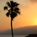 mexican-fan-palm-santa-monica