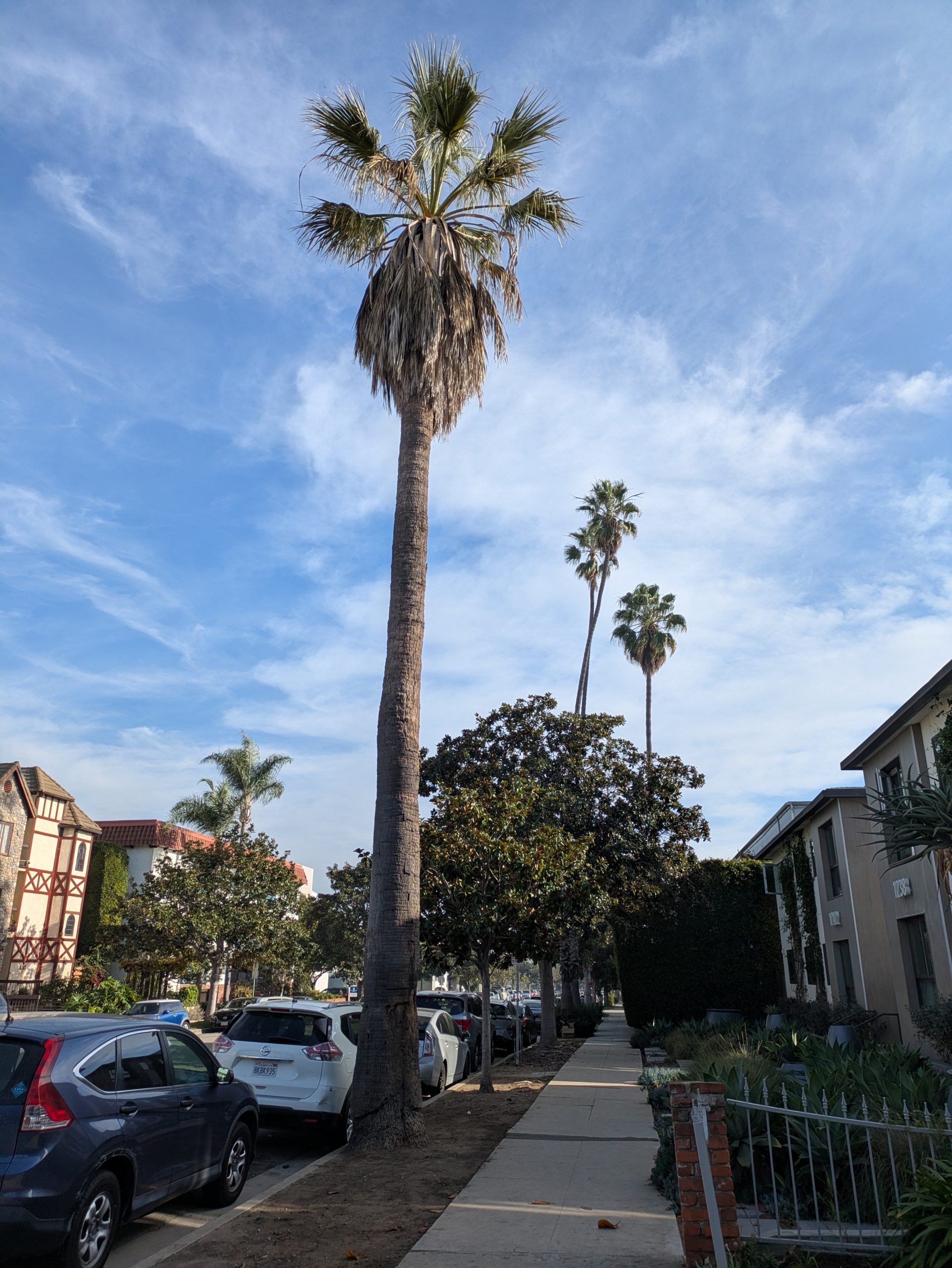California Fan Palm – Santa Monica Palm Guide
